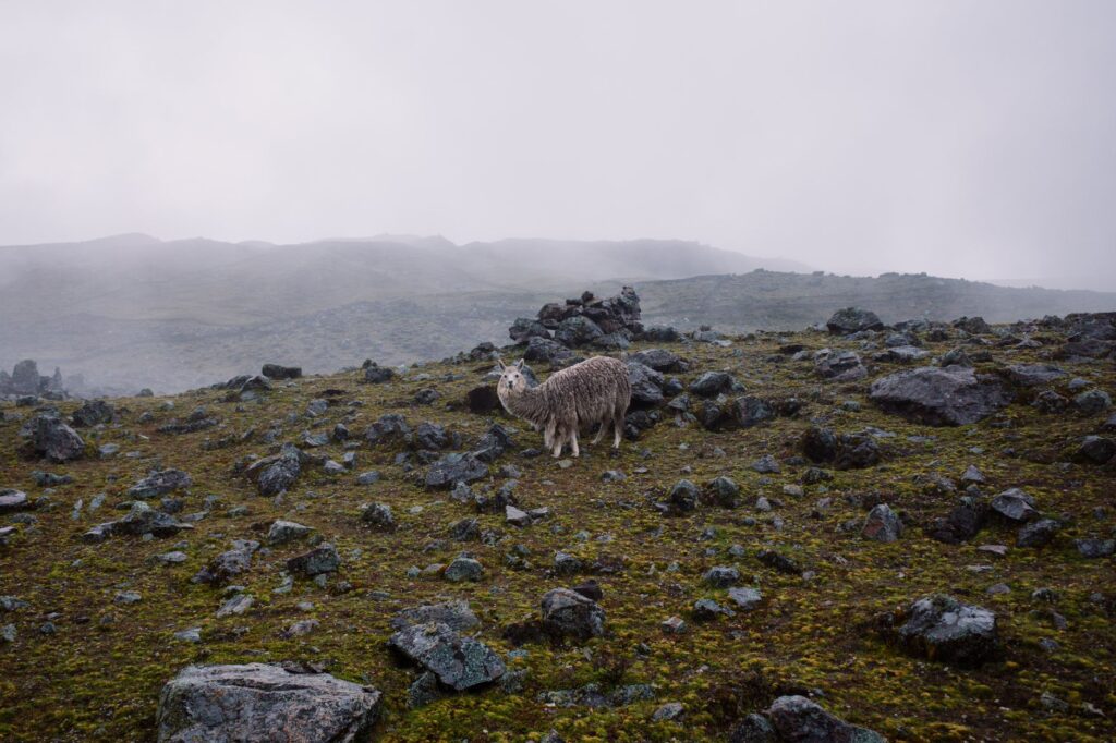 El Refugio del Oso de Anteojos en el Parque Nacional Sangay: Ecología de Bosques Nubosos y Conservación en los Andes Orientales
