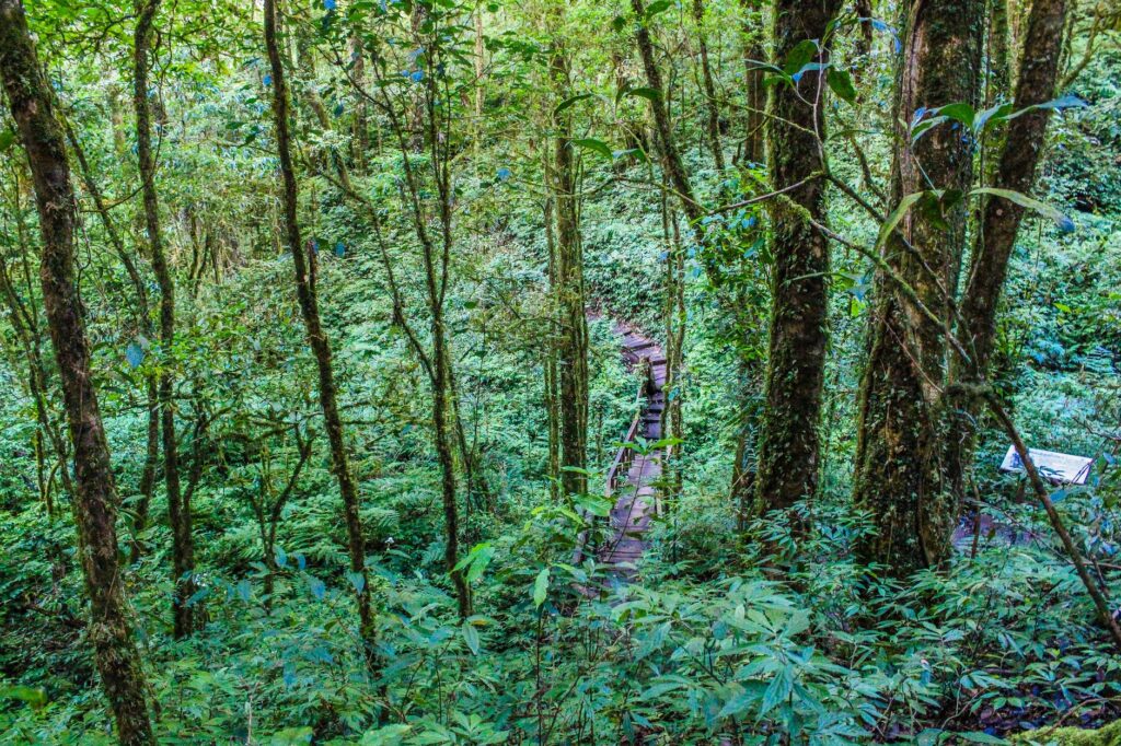 El silencio milenario de los bosques de niebla de Monteverde: hidroterapia de altura y arquitectura bioclimática en la cordillera costarricense
