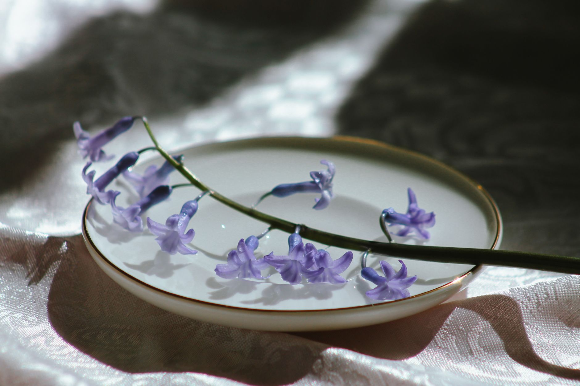 El Renacimiento de la Porcelana de Meissen: Alquimia, Arte y Patrimonio en Sajonia