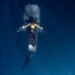El refugio del tiburón ballena en la Bahía de Cenderawasih: oceanografía, afloramientos y conservación en Papúa Occidental
