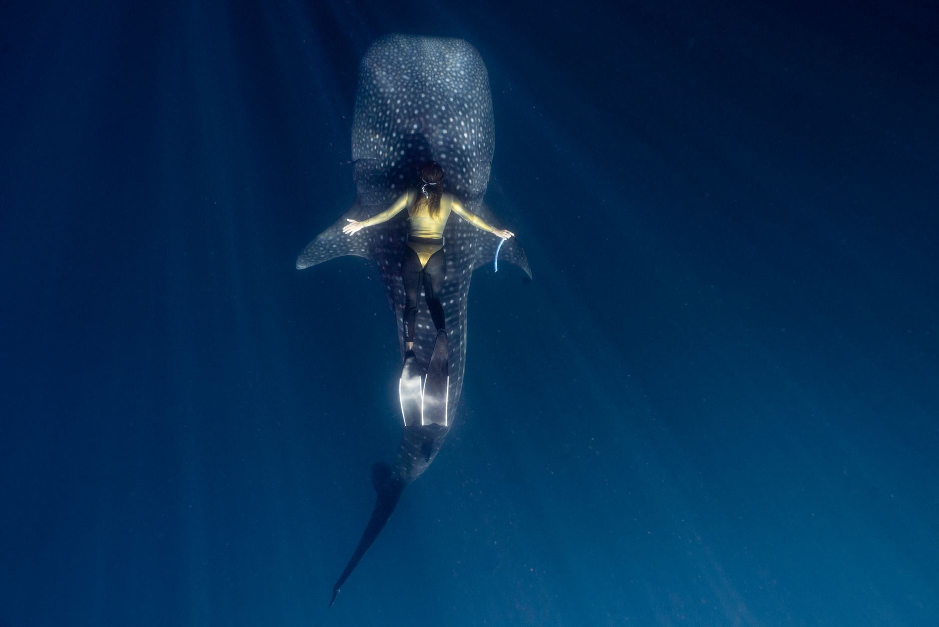 El refugio del tiburón ballena en la Bahía de Cenderawasih: oceanografía, afloramientos y conservación en Papúa Occidental
