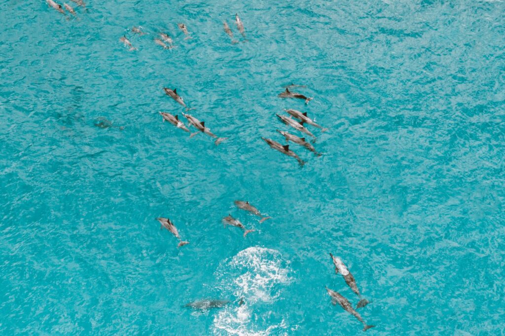 El refugio de los delfines de hocico botella en el archipiélago de Fernando de Noronha: oceanografía, corrientes de afloramiento y conservación en el Atlántico tropical