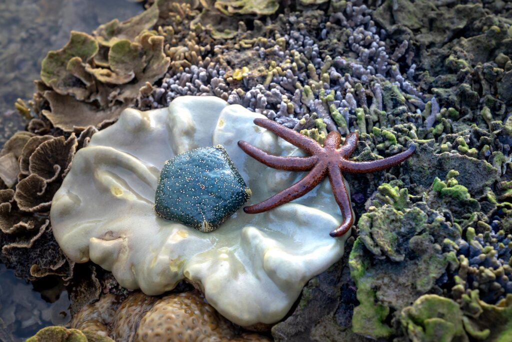 El latido de las praderas sumergidas: cómo la restauración de posidonia y la pesca artesanal transforman la conservación en el Parque Natural del Cabo de Gata