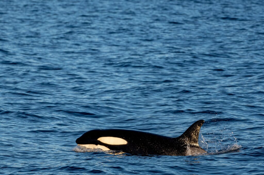 El Refugio de la Orca en el Estrecho de Gibraltar: Oceanografía, Dinámicas Estuarinas y Conservación en el Conector Ibérico-Marroquí