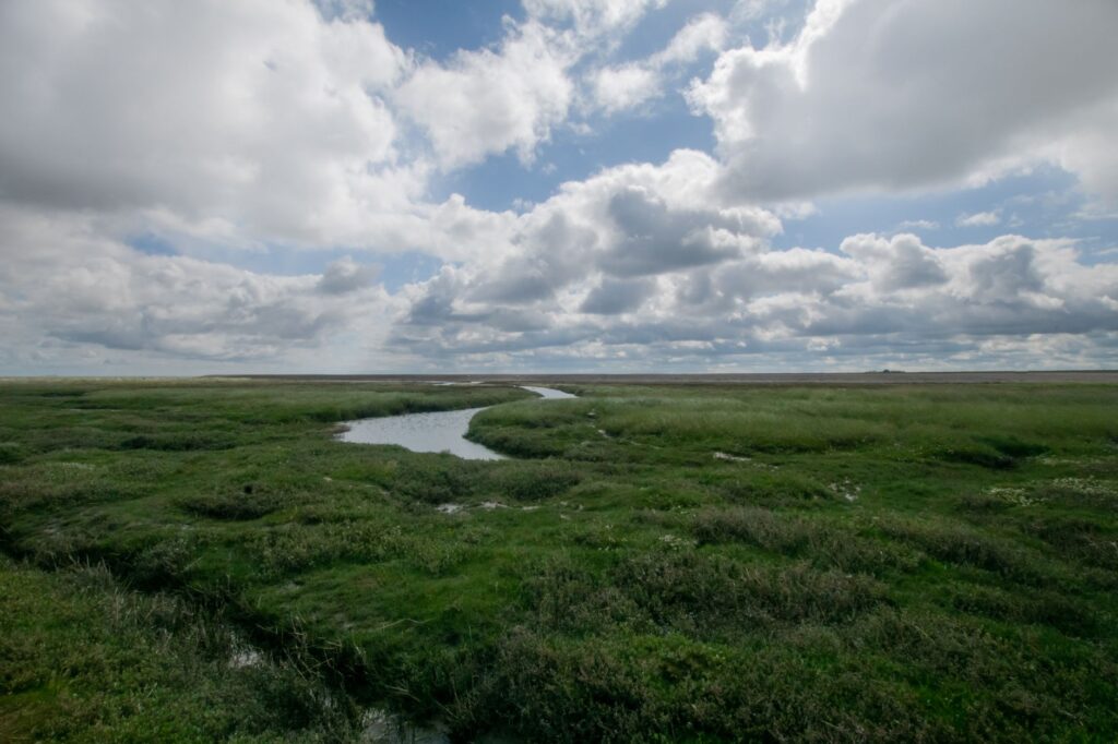 El laberinto de las marismas mareales: cómo los autobuses anfibios eléctricos y los canales restaurados transforman el transporte en el estuario del Támesis