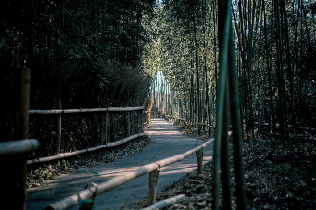 El silencio milenario de los bosques de bambú de Arashiyama: alquimia vegetal y descanso profundo en el confín de Kioto