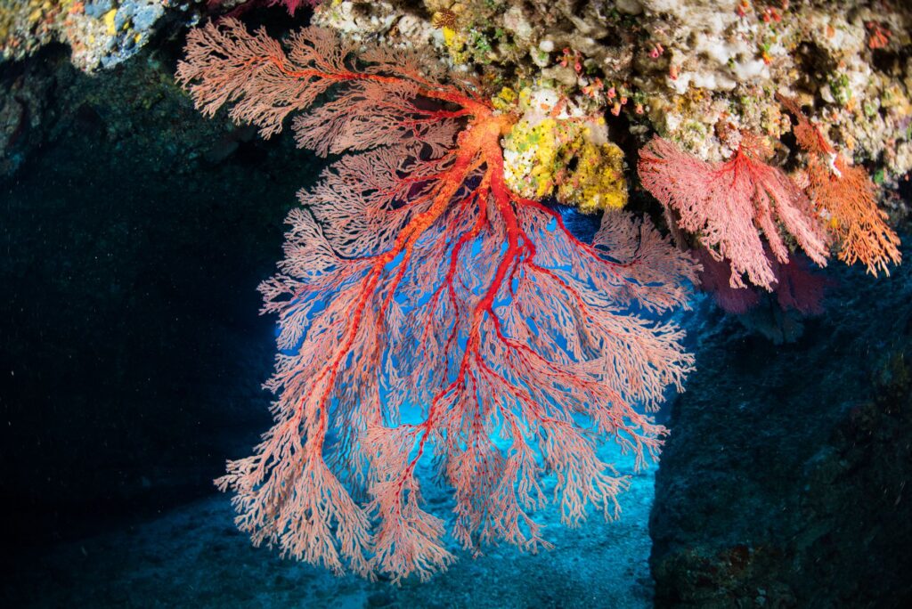 El santuario sumergido de las gorgonias gigantes en el mar de Liguria: oceanografía, cañones submarinos y conservación en el abismo de Portofino