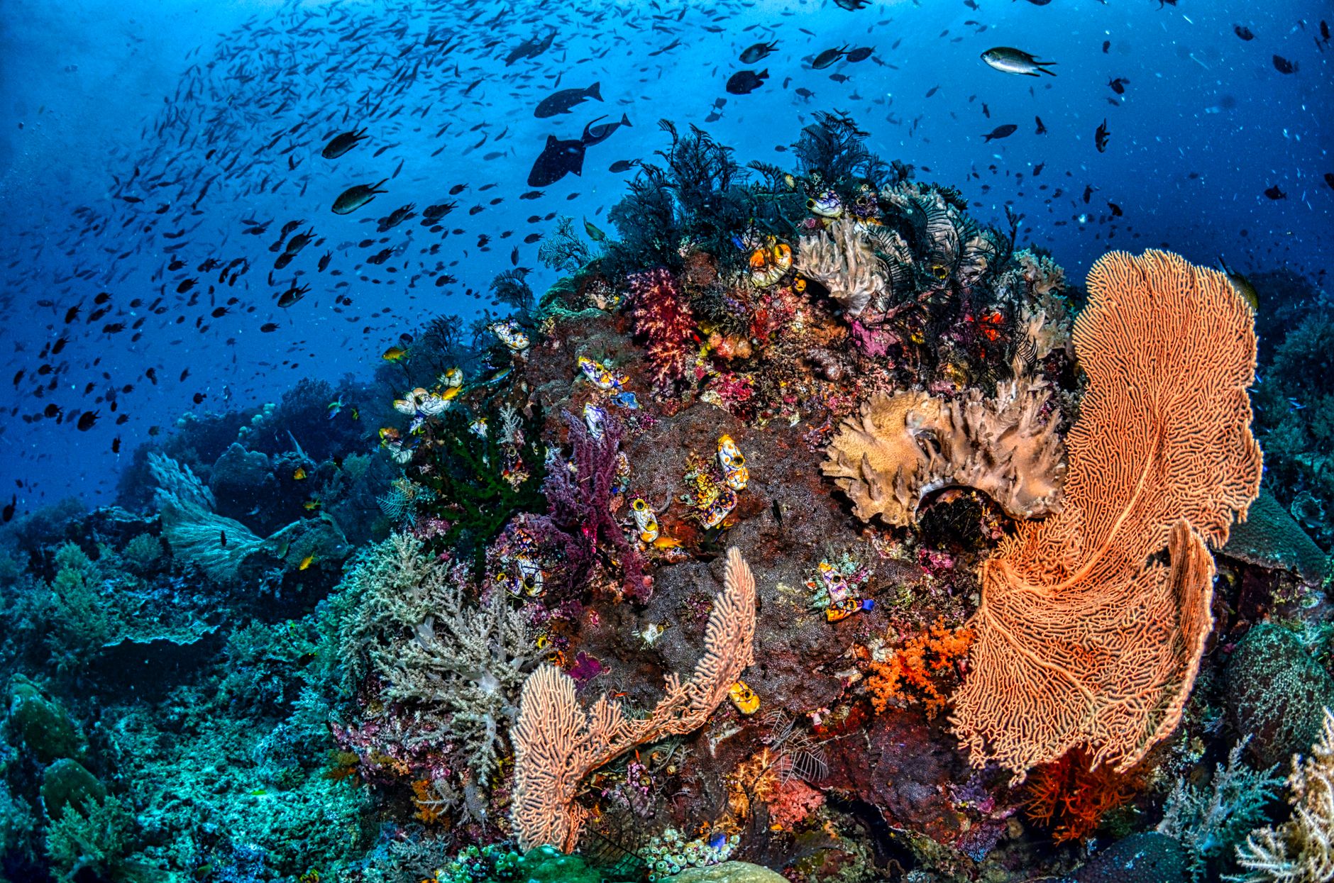 El Santuario Submarino del Mar de Banda: Corrientes Profundas, Volcanes Submarinos y Conservación en el Triángulo de Coral