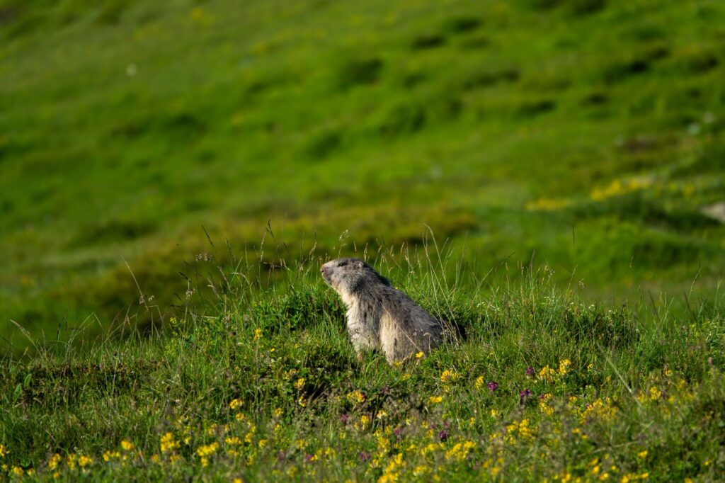 El Reino de las Marmotas y el Granito: Geología y Sostenibilidad en el Parque Nacional de la Vanoise