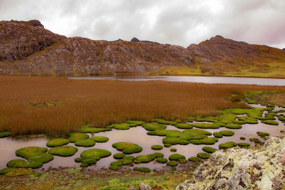 El latido de los páramos andinos: cómo la restauración de bofedales y la gobernanza comunitaria transforman la conservación en el Parque Nacional Sangay
