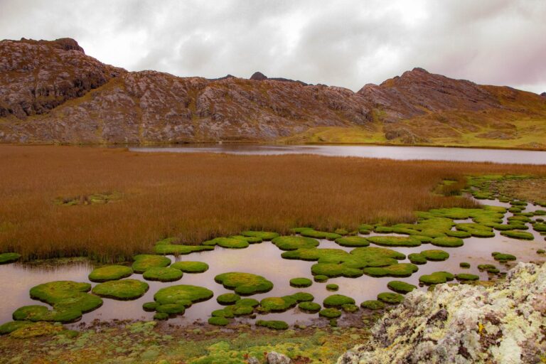 El latido de los páramos andinos: cómo la restauración de bofedales y la gobernanza comunitaria transforman la conservación en el Parque Nacional Sangay