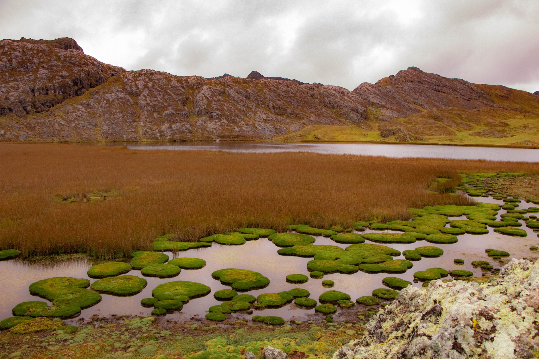El latido de los páramos andinos: cómo la restauración de bofedales y la gobernanza comunitaria transforman la conservación en el Parque Nacional Sangay
