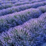El latido meridional de la Provenza interior: Caminos de lavanda, calzadas de piedra seca y la conectividad rural del Luberon