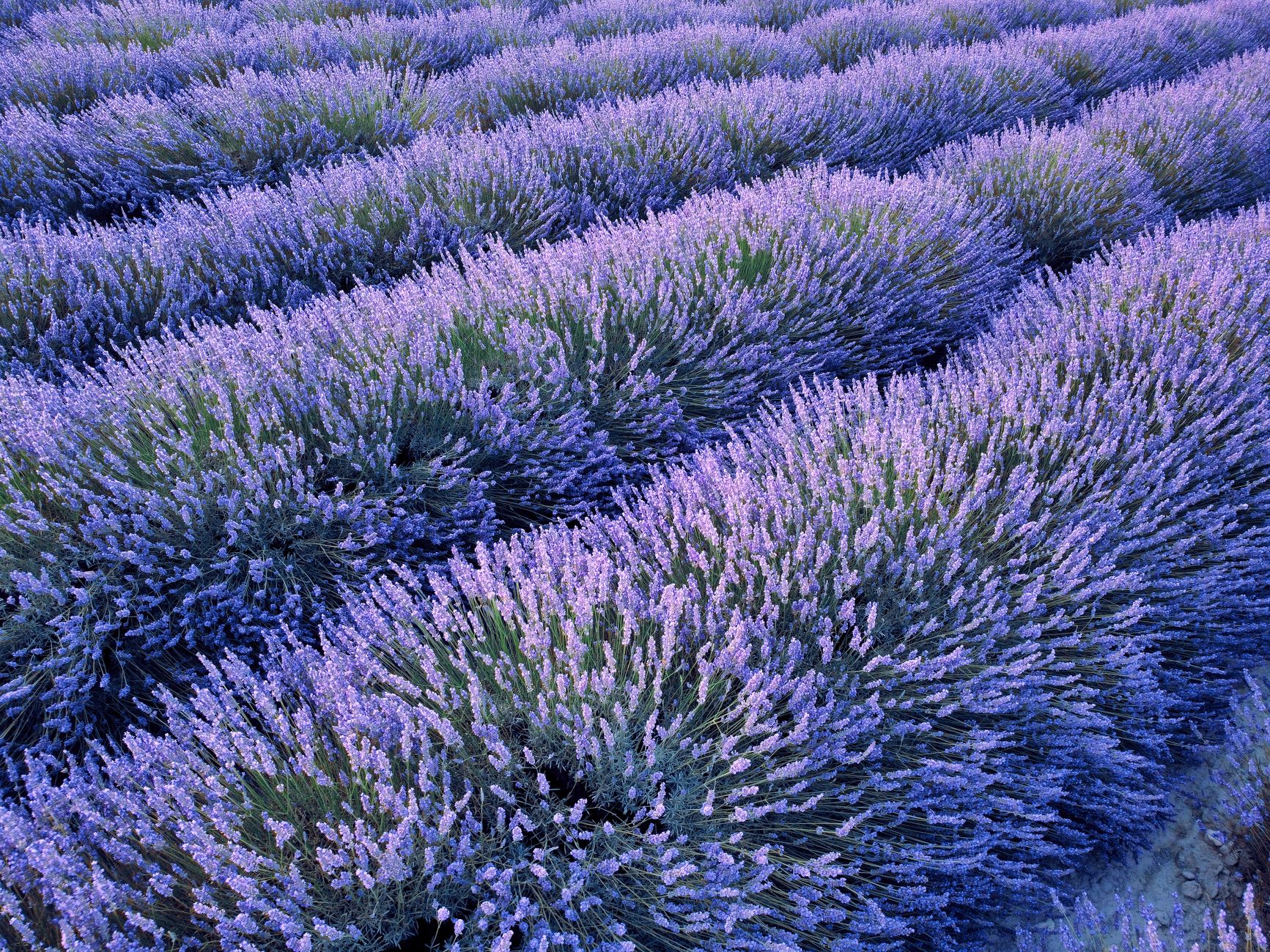 El latido meridional de la Provenza interior: Caminos de lavanda, calzadas de piedra seca y la conectividad rural del Luberon