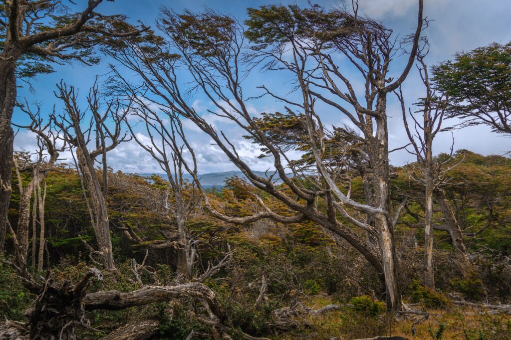 El Ferrocarril Austral Fueguino: Ingeniería de la Tierra del Fuego y el Fin del Mundo sobre Rieles