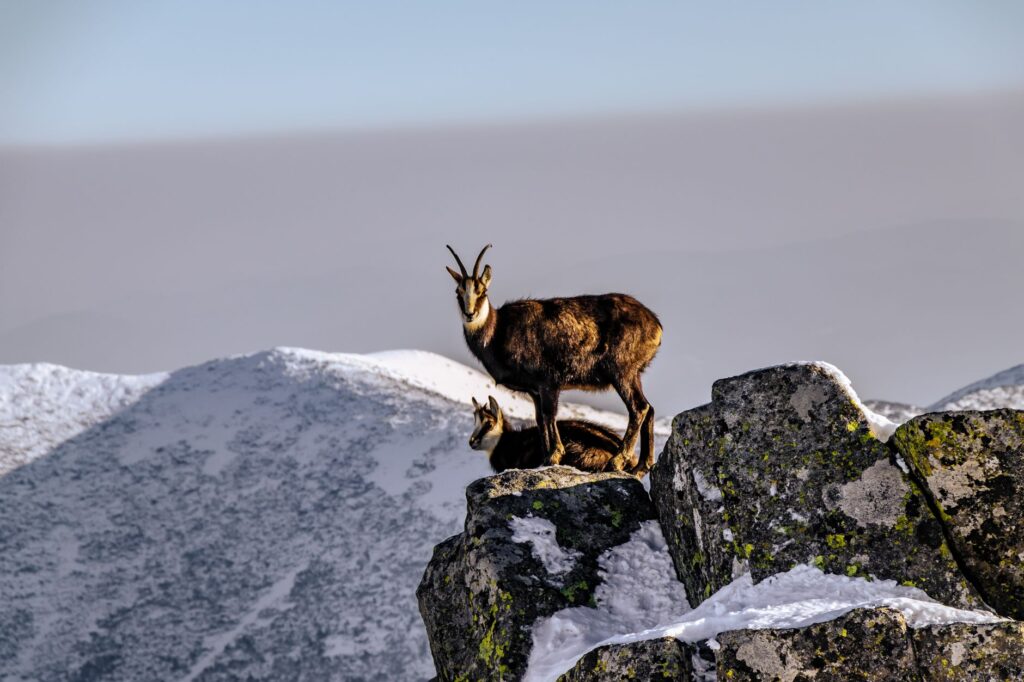 El Refugio de la Cabra Montes en el Parque Nacional de Ordesa y Monte Perdido: Biología, Dinámicas Kársticas y Conservación en los Pirineos