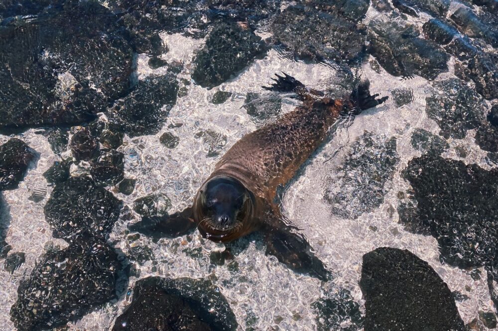 Navegar las Galápagos: El archipiélago indómito a través de nueve singladuras esenciales