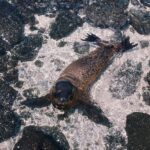 Navegar las Galápagos: El archipiélago indómito a través de nueve singladuras esenciales