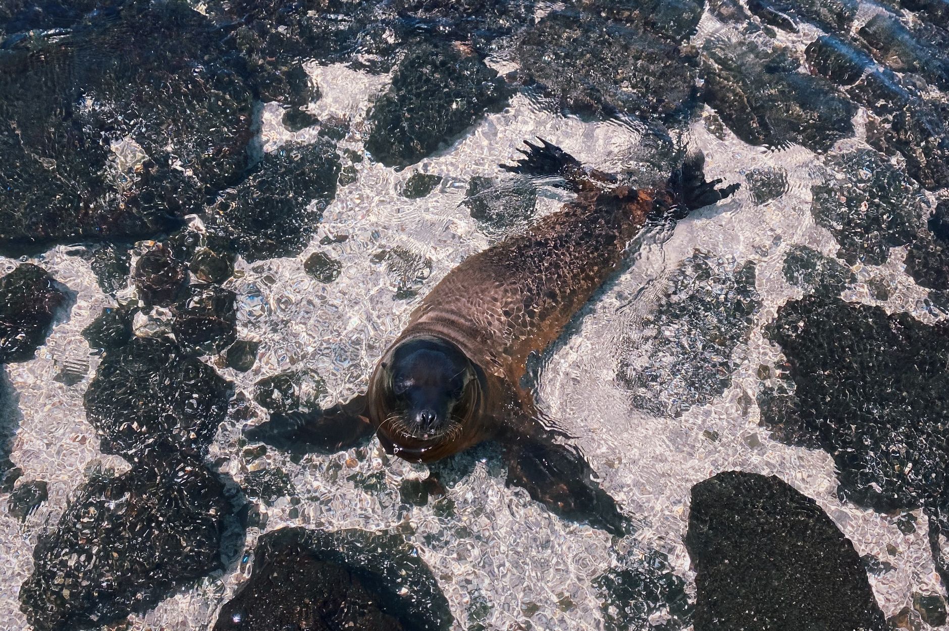 Navegar las Galápagos: El archipiélago indómito a través de nueve singladuras esenciales