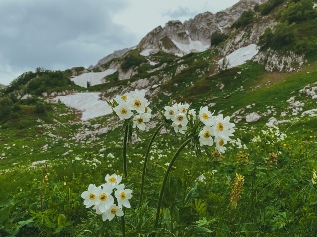El refugio del rebeco pirenaico en los valles altos del Parque Nacional de Aigüestortes: biología, morfogénesis glaciar y conservación en las cumbres de Lérida