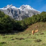 El secreto de la roca y la brisa: la liturgia del queso de Valdeón y los pastos de Picos de Europa