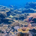 El refugio de los corales de fuego en el atolón de Ari: oceanografía, blanqueamiento y conservación en las profundidades de las Maldivas