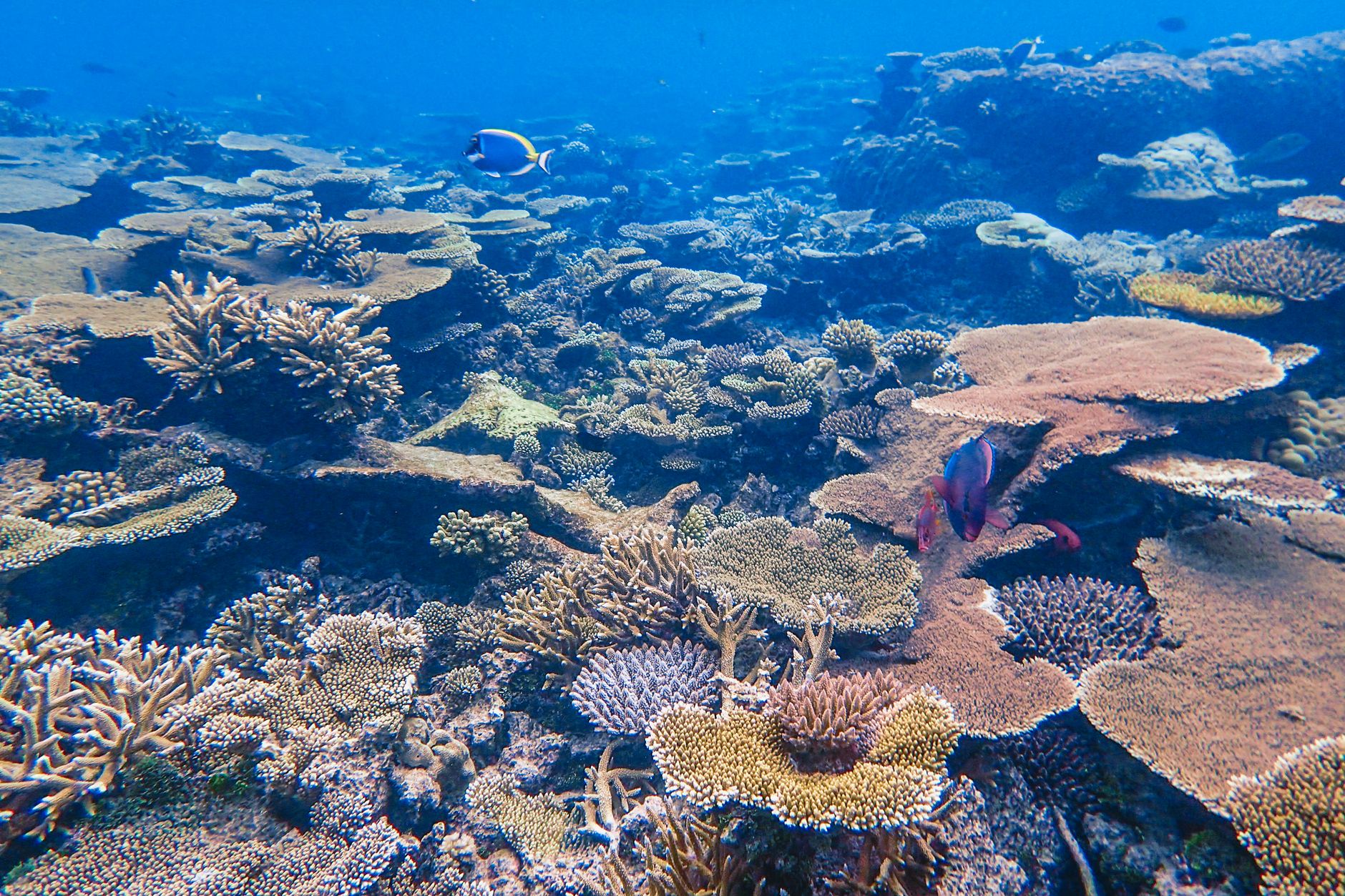 El refugio de los corales de fuego en el atolón de Ari: oceanografía, blanqueamiento y conservación en las profundidades de las Maldivas