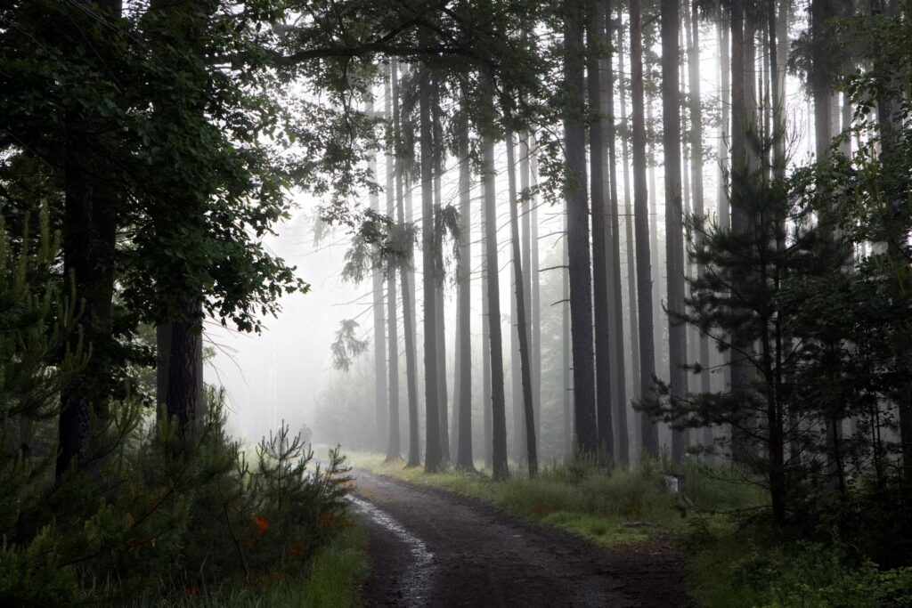 El laberinto de los bosques templados: cómo el transporte híbrido y las vías verdes fluviales transforman la movilidad en la Selva Negra