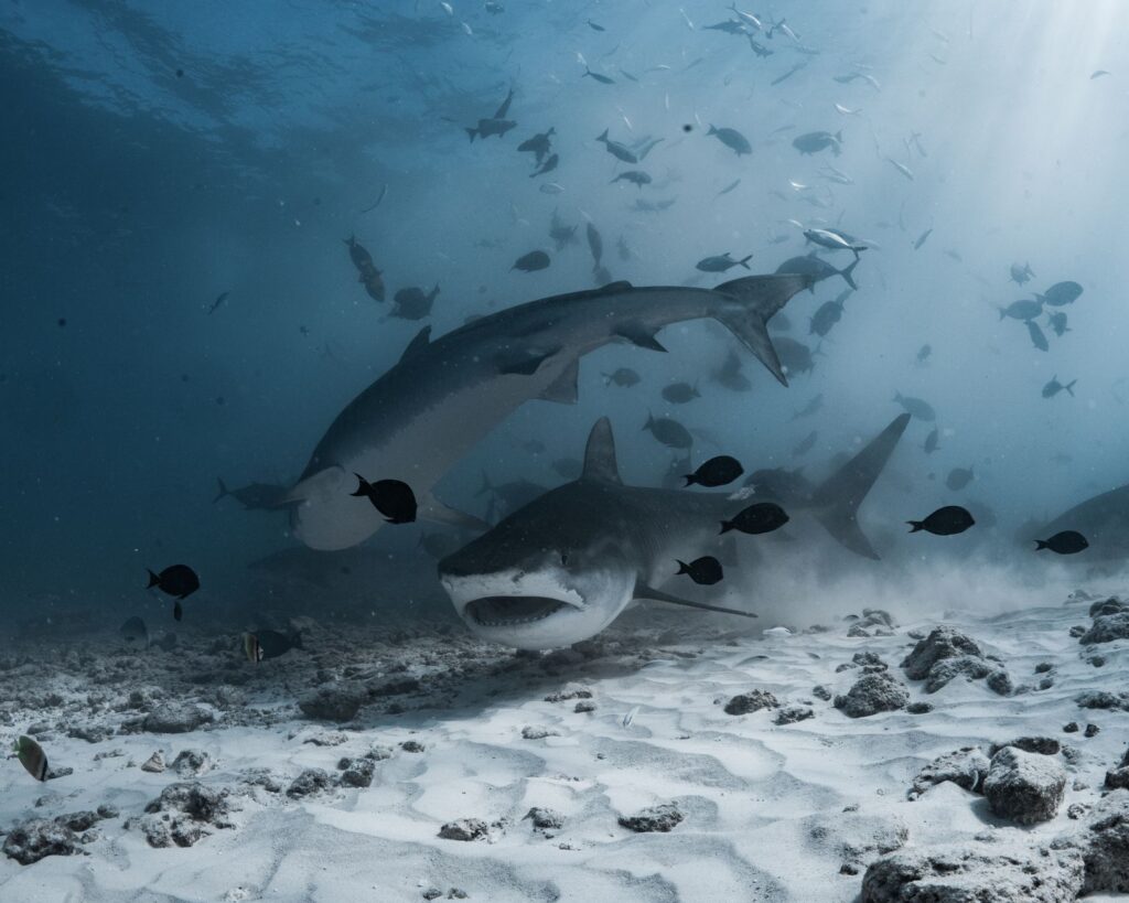 El Santuario Submarino del Mar de Banda: Corales Profundos y Biodiversidad en el Triángulo de Coral de Indonesia