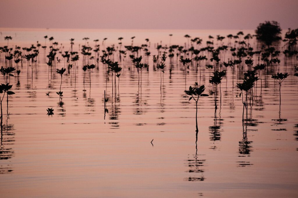 El latido de los manglares costeros: cómo la restauración de canales y la pesca artesanal transforman la conservación en el Parque Nacional Ciénaga de Zapata