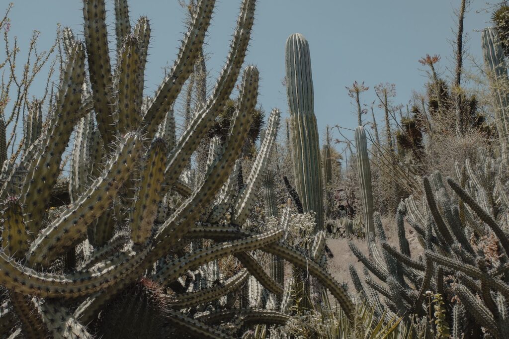 Más allá de las dunas: la metamorfosis natural y conservacionista del Dubai Safari Park