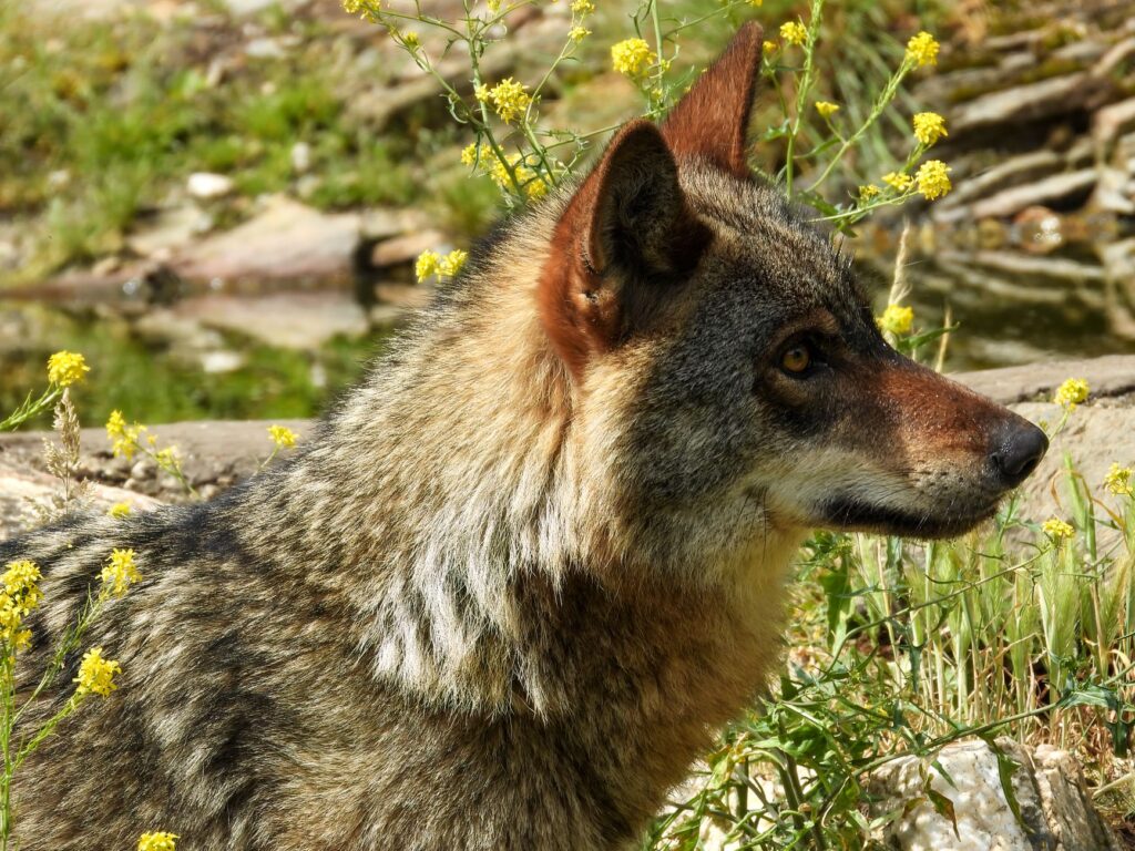 El Refugio del Lobo Ibérico en la Sierra de la Culebra: Biología, Corredores Boscosos y Conservación en el Noroeste Zamorano
