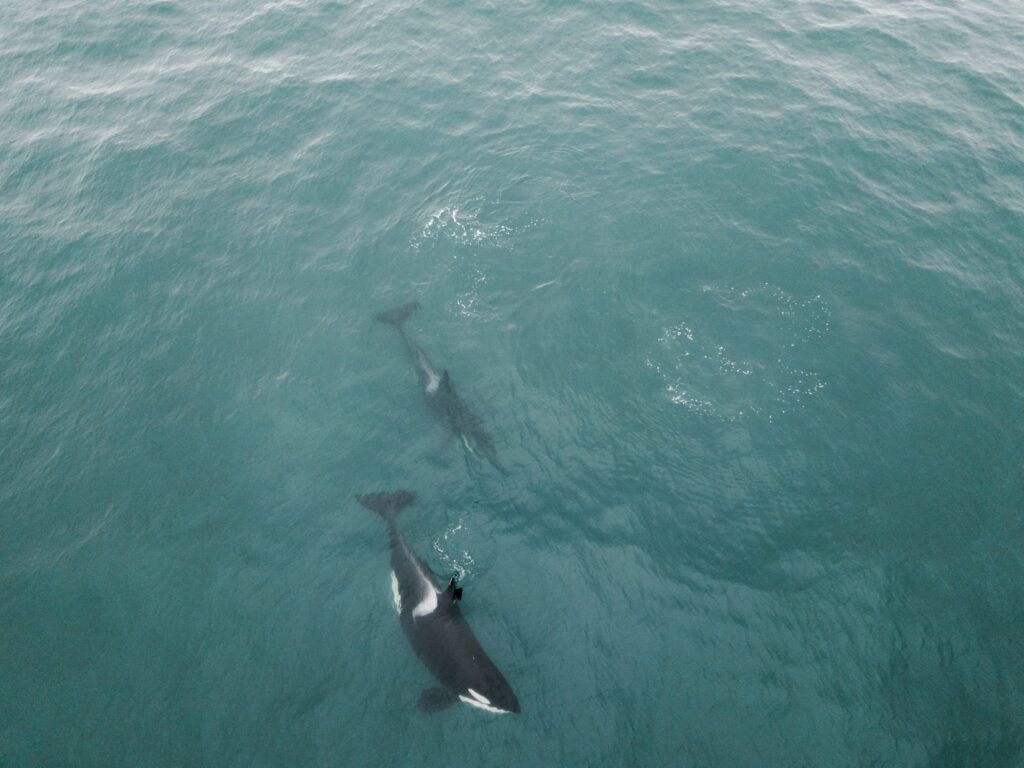 México suspende el nado con orcas: el fin de un experimento y el dilema de la fauna marina