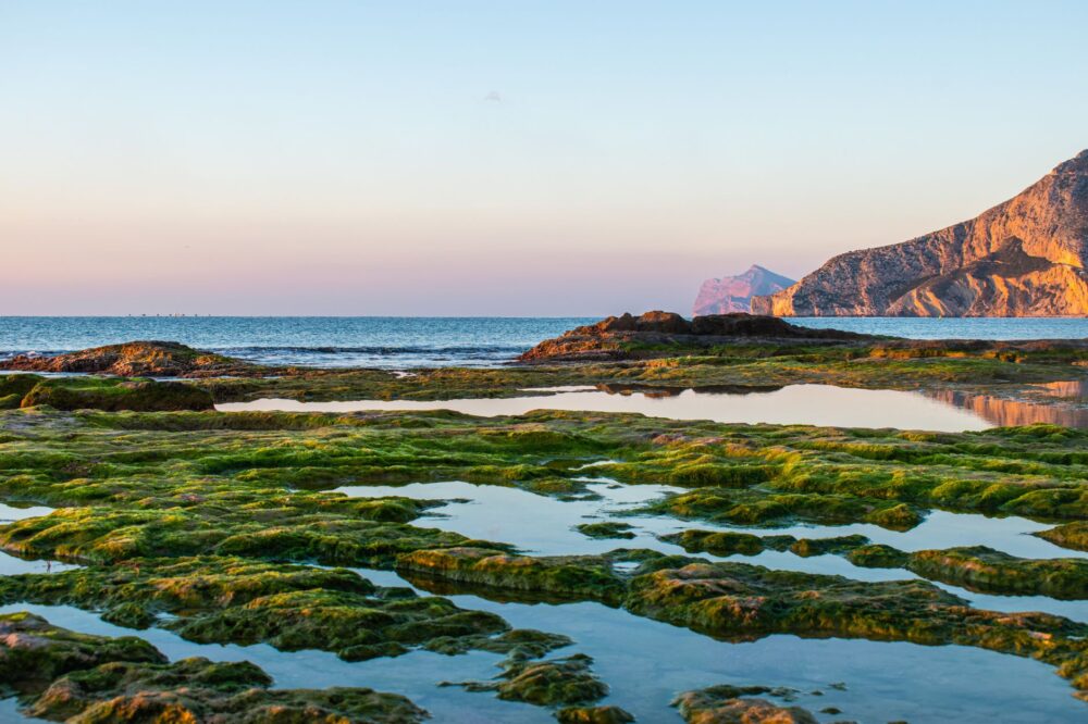 El latido de las praderas sumergidas: cómo la restauración de posidonia y la pesca artesanal transforman la conservación en el Parque Natural del Cabo de Gata