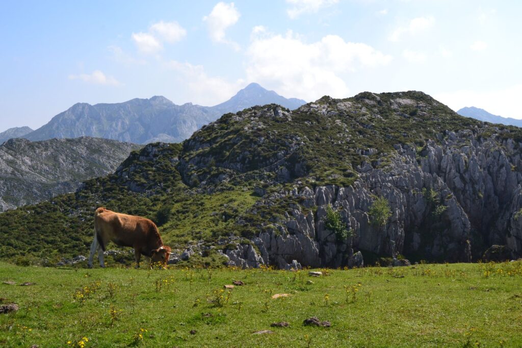 El Dominio de las Cumbres de Caliza: Geología, Climatología Alpina y Conservación en los Picos de Europa