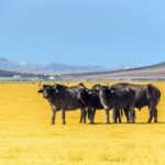 El latido de las estepas altoandinas: cómo la restauración de bofedales y el pastoreo rotativo transforman la conservación en la Reserva Nacional Salinas y Aguada Blanca