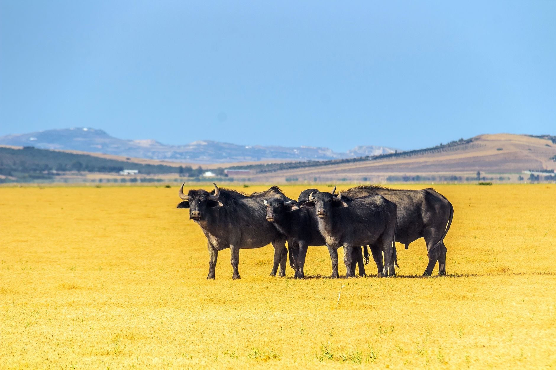 El latido de las estepas altoandinas: cómo la restauración de bofedales y el pastoreo rotativo transforman la conservación en la Reserva Nacional Salinas y Aguada Blanca