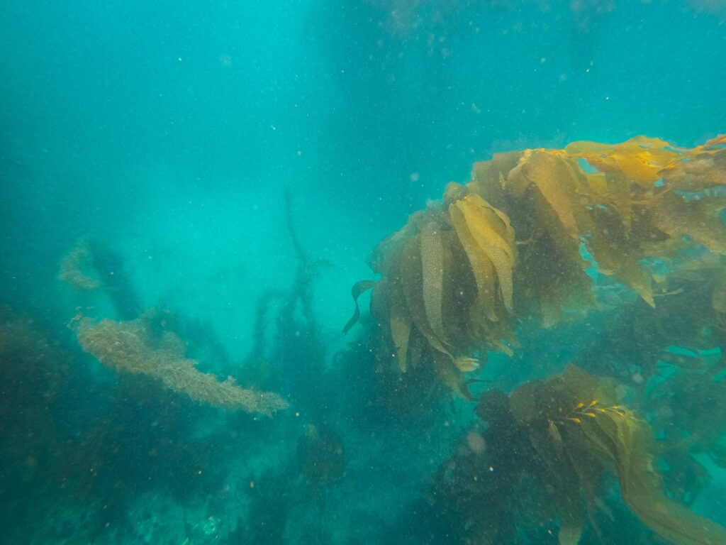 El latido del bosque sumergido: cómo la red marina indígena y la navegación silenciosa transforman la conservación en el Gran Mar Oso
