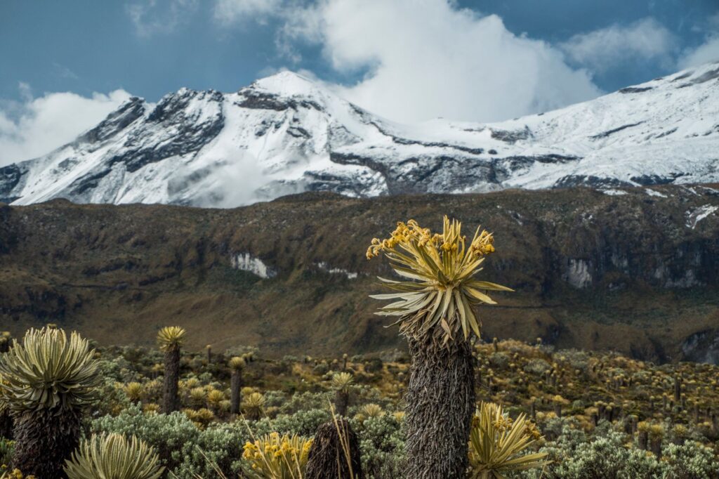El refugio del cóndor andino en el Parque Nacional El Cocuy: biología de altura, termorregulación y conservación en los paredones de Boyacá