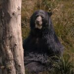 El Refugio del Oso de Anteojos en el Parque Nacional Sangay: Ecología de Bosques Nubosos y Conservación en los Andes Orientales