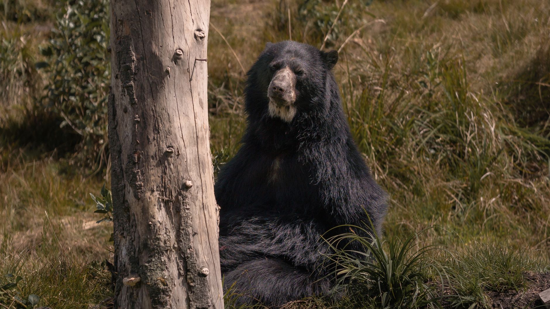 El Refugio del Oso de Anteojos en el Parque Nacional Sangay: Ecología de Bosques Nubosos y Conservación en los Andes Orientales