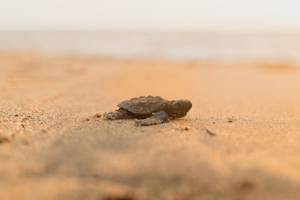 El refugio de la tortuga laúd en la costa de Michoacán: oceanografía, corrientes costeras y conservación en las playas de Mexiquillo