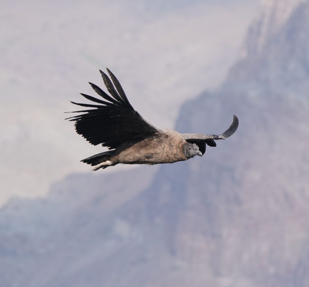 El latido de los páramos andinos: cómo la restauración de bofedales y la gobernanza comunitaria transforman la conservación en el Parque Nacional Sangay