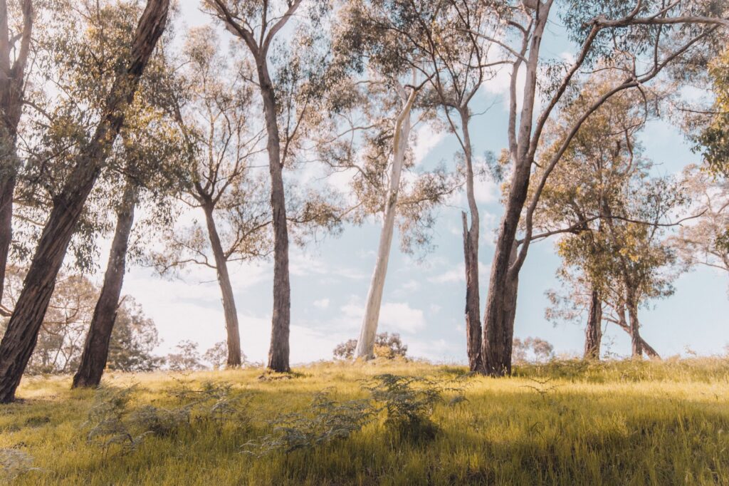 La Travesía del Sendero Bibbulmun en Australia Occidental: Guía de Expedición y Senderismo por los Bosques Milenarios del Índico