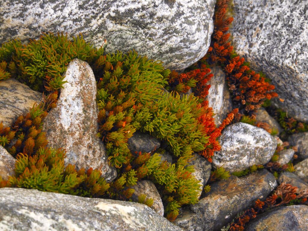 El Dominio de las Cumbres de Gneis: Geología, Climatología Alpina y Conservación en el Parque Nacional de Sarek