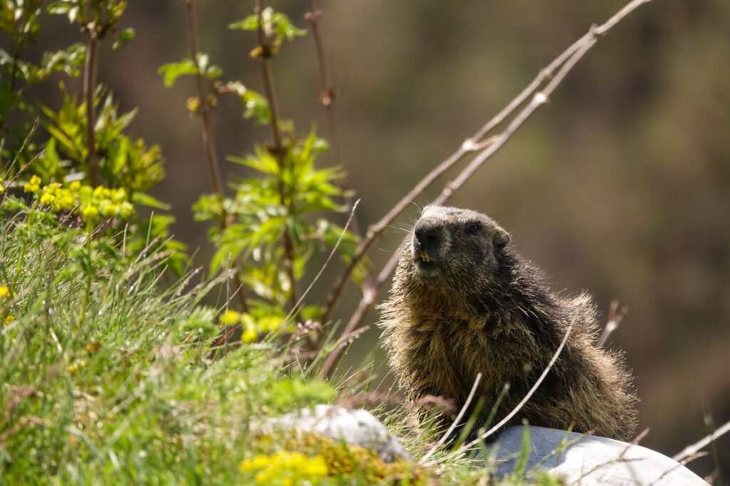 El refugio de la marmota alpina en el Parque Nacional de los Ecrins: biología, madrigueras y conservación en los Altos Alpes