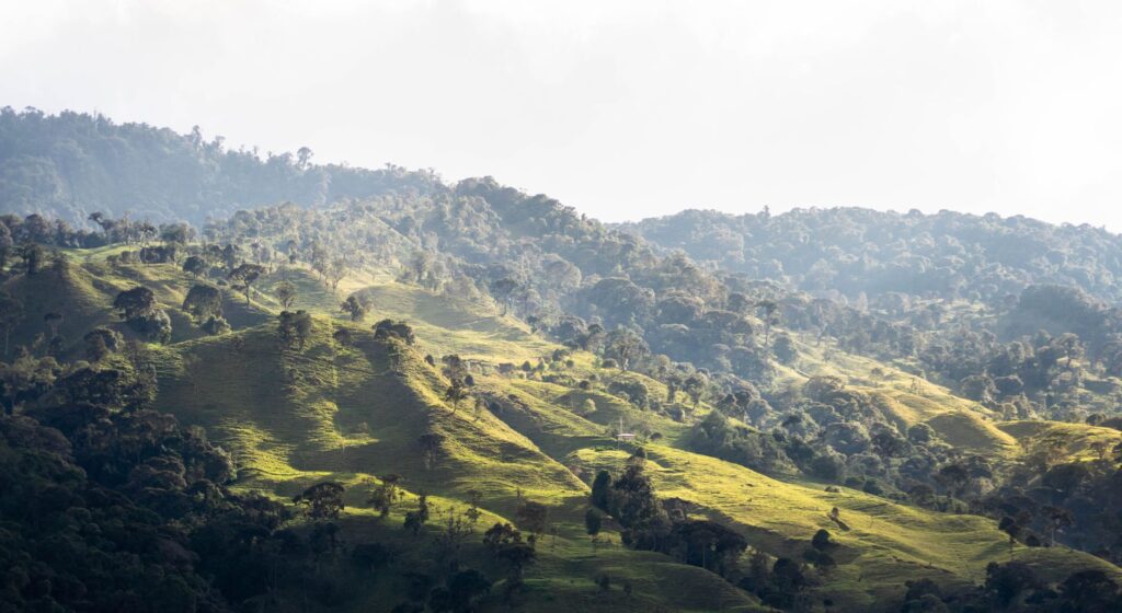 El Ferrocarril del Café: Ingeniería cafetera, logística montañosa y la conectividad ferroviaria histórica hacia el corazón de Colombia