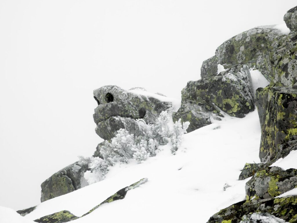 El refugio de la liebre de matorral en los páramos de Gredos: ecología rupícola y conservación en el macizo abulense