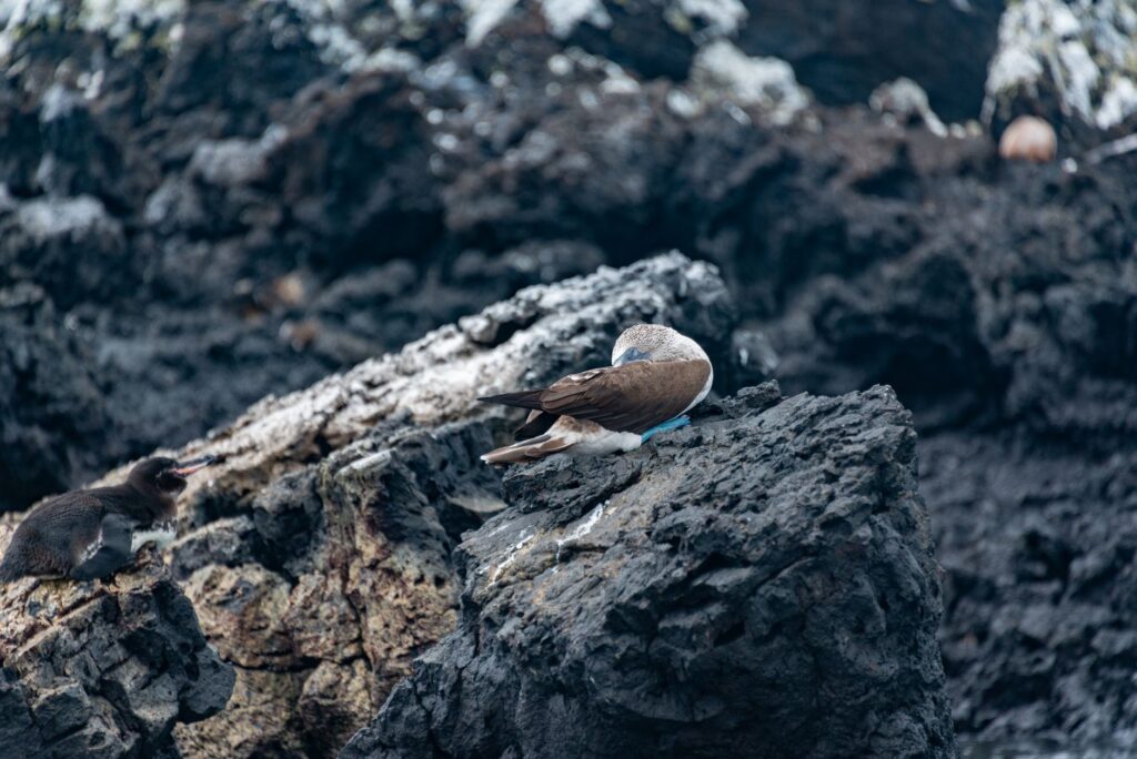 La Travesía del Archipiélago de las Galápagos en Goleta de Investigación: Guía de Navegación y Logística Marina por el Pacífico Ecuatorial