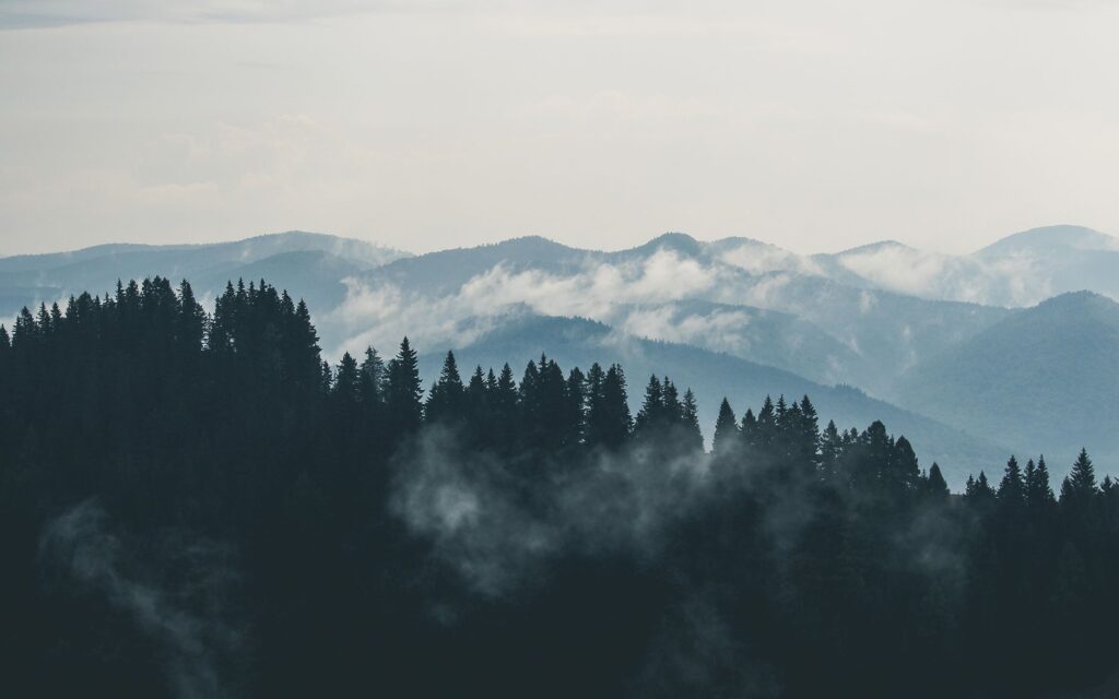 El latido de los bosques de niebla: cómo la restauración del dosel arbóreo y la apicultura comunitaria transforman la conservación en la Reserva de la Biosfera de la Mariposa Monarca